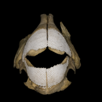 photo of Parrot fish jaw anterior view