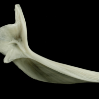 photo of Ling cleithrum medial view