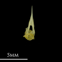 photo of Bullhead precaudal vertebra anterior view