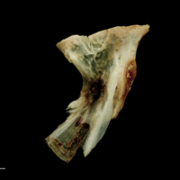 photo of Garfish hyomandibular lateral view