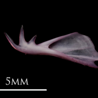 photo of Dragonet cleithrum medial view