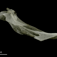 photo of Sandsmelt cleithrum medial view
