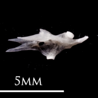 photo of European eel hyomandibular lateral view