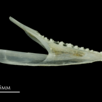photo of Poor cod dentary medial view