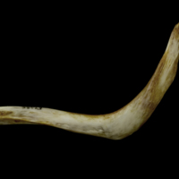 photo of European conger cleithrum lateral view