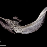 photo of Atlantic herring cleithrum medial view