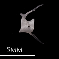 photo of European eel caudal vertebra lateral view