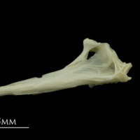 photo of Dragonet for assessment lateral view
