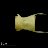 photo of Atlantic mackerel caudal vertebra lateral view