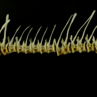 photo of Barbel precaudal vertebra lateral view