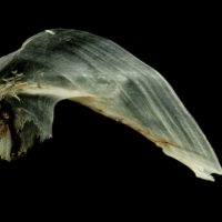 photo of Garfish for assessment medial view