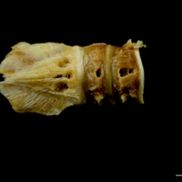 photo of Northern pike basioccipital - first vertebra dorsal view