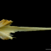 photo of Saithe vomer dorsal view