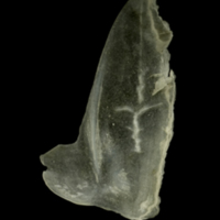 photo of Sandsmelt subopercular lateral view