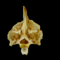 photo of Gilthead seabream parasphenoid basioccipital vomer complex anterior view