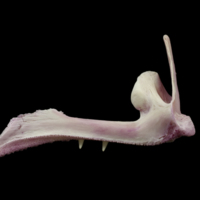 photo of Meagre premaxilla medial view