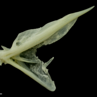 photo of Bullrout opercular lateral view