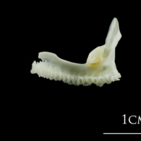 photo of European plaice premaxilla medial view