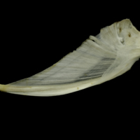 photo of Grey Triggerfish for assessment lateral view