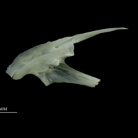photo of European seabass posttemporal medial view