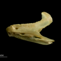 photo of Red seabream dentary lateral view