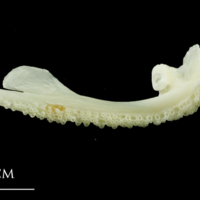 photo of Pollack premaxilla medial view