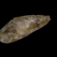 photo of Greater amberjack subopercular medial view