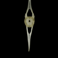 photo of Eelpout caudal vertebra anterior view