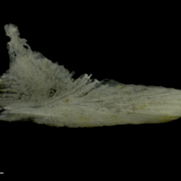 photo of Red gurnard for assessment medial view