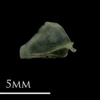 photo of Butterfish opercular medial view