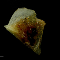 photo of Atlantic mackerel opercular lateral view