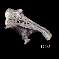 photo of Atlantic herring hyomandibular lateral view