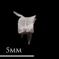 photo of European eel precaudal vertebra lateral view