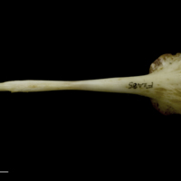 photo of European conger for assessment dorsal view