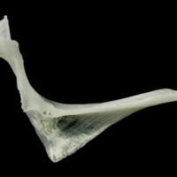 photo of Roach cleithrum medial view