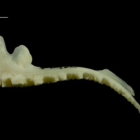 photo of Whiting premaxilla lateral view