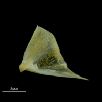 photo of European seabass quadrate lateral view