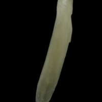 photo of Burbot supracleithrum lateral view