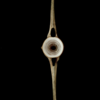 photo of Atlantic halibut caudal vertebra anterior view