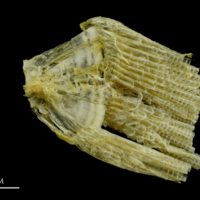 photo of Ruffe ultimate vertebra lateral view