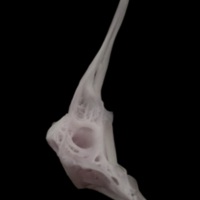 photo of Parrot fish first vertebra lateral view