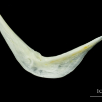 photo of European plaice preopercular medial view