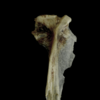 photo of Brill hyomandibular lateral view