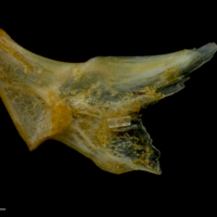 photo of Gilthead seabream palatine lateral view