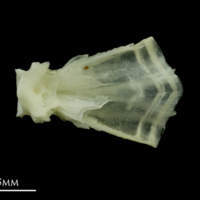 photo of Bullrout basioccipital dorsal view