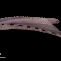 photo of Wels catfish dentary lateral view