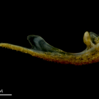 photo of Grey gurnard premaxilla medial view