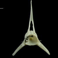 photo of Whiting precaudal vertebra anterior view