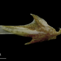 photo of Spanish mackerel articular lateral view