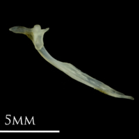 photo of Small sandeel maxilla medial view